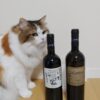 cat with wine