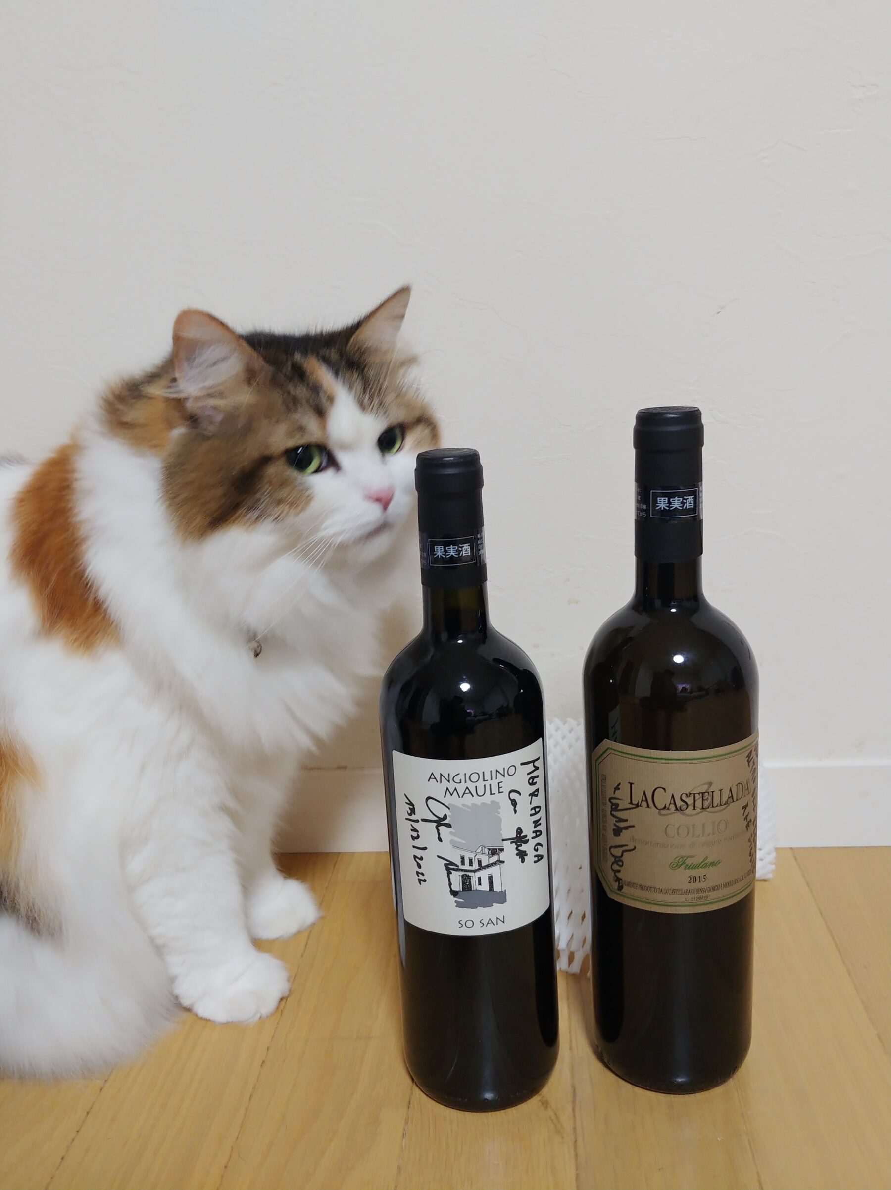 cat with wine